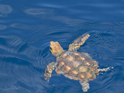  Onechte Karetschildpad; Loggerhead Turtle