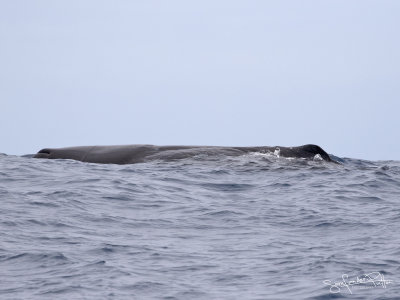 Potvis; Sperm Whale