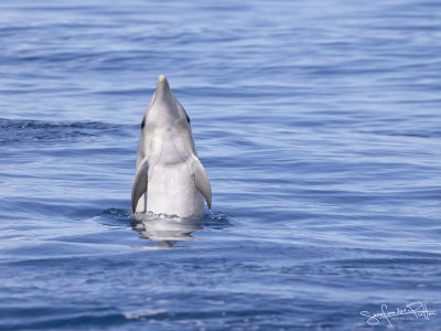Tuimelaar; Common Bottlenose Dolphin