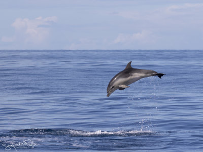 Tuimelaar; Common Bottlenose Dolphin