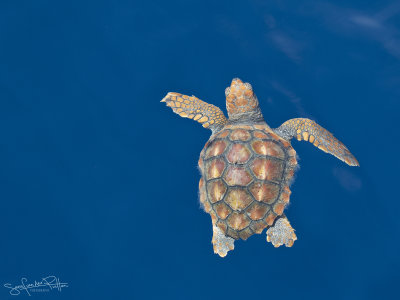 Onechte Karetschildpad; Loggerhead Turtle