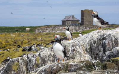 Farne852A6497(1600x1000)fb.jpg