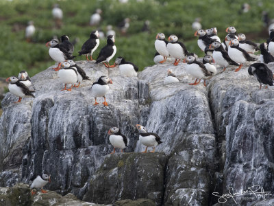 Papegaaisduiker852; PUFFIN