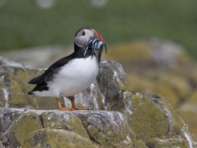 Papegaaisduiker852; PUFFIN