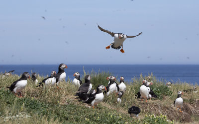 Papegaaisduiker852; PUFFIN