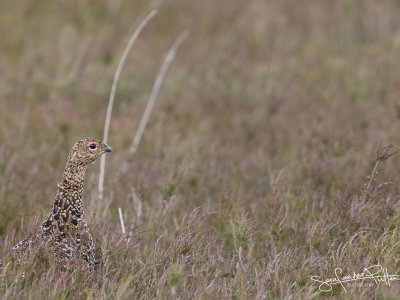 SChots sneeuwhoen; red GRouse