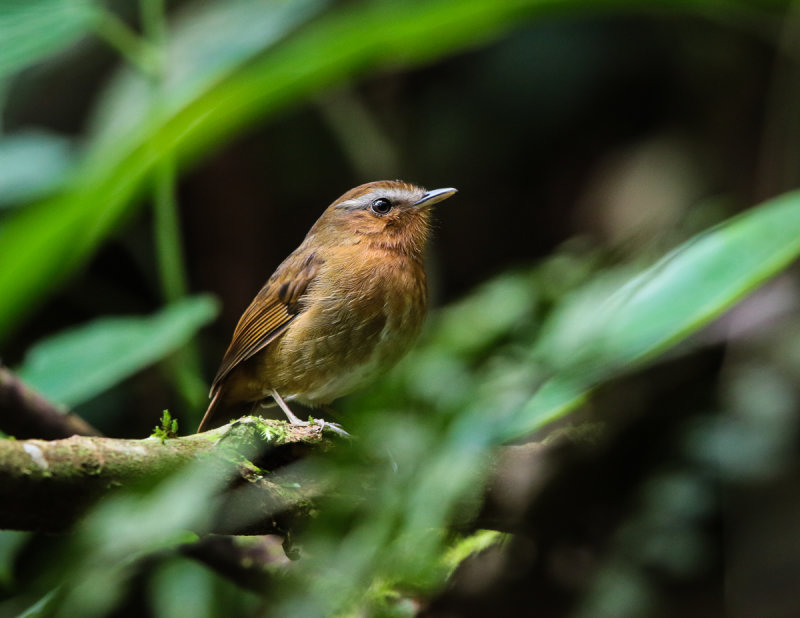 Rufous Gnateater