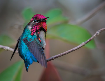 Birds of Cuba