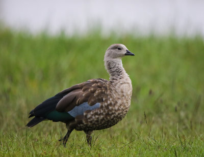 Blue-winged Goose