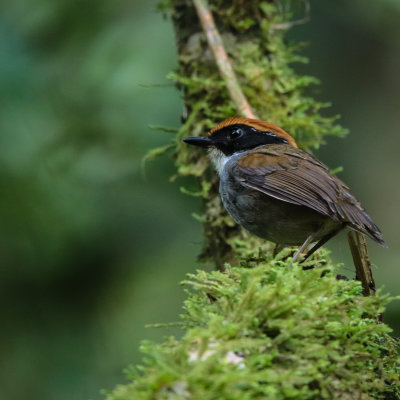 Black-cheeked Gnateater