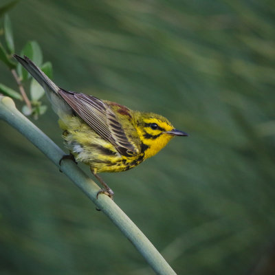 Prairie Warbler