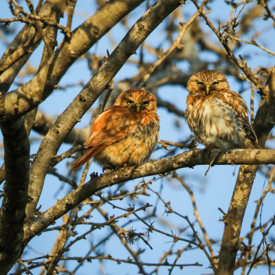 Screech Owls