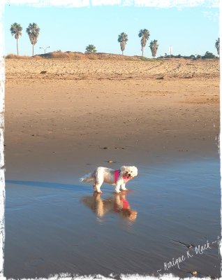 RUNNING IN THE SAND