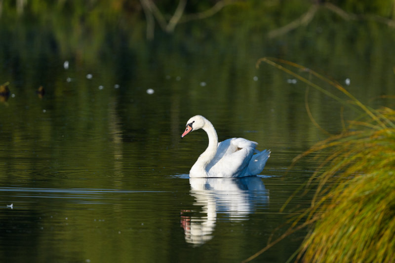 Cygne tubercul