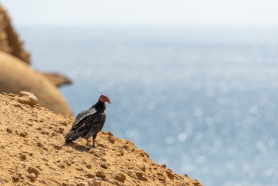 Urubu  tte rouge