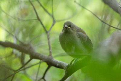 Mliphage carillonneur juv.