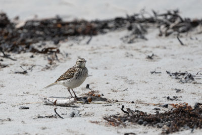 Pipit des Chatham