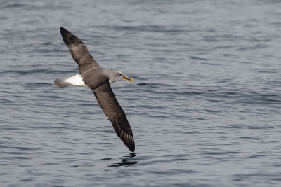 Albatros de Buller