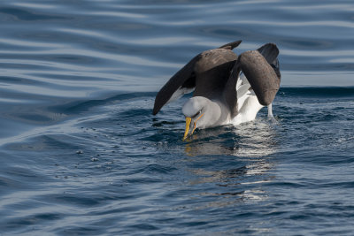 Albatros de Buller