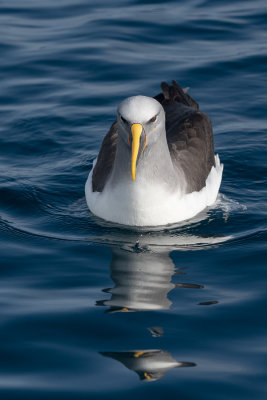 Albatros de Buller