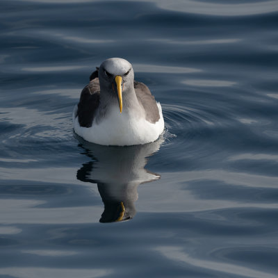 Albatros de Buller