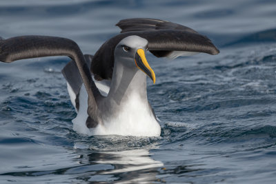 Albatros de Buller