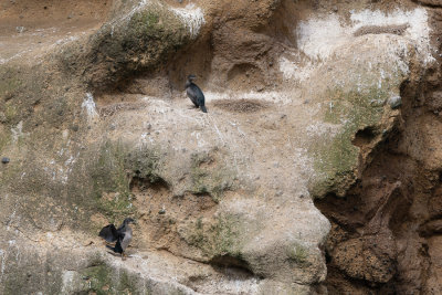 Cormoran de Featherston