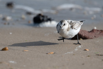 Bcasseau sanderling