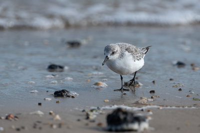 Bcasseau sanderling