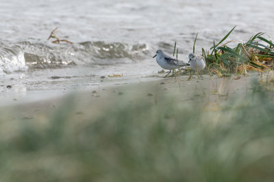 Bcasseau sanderling