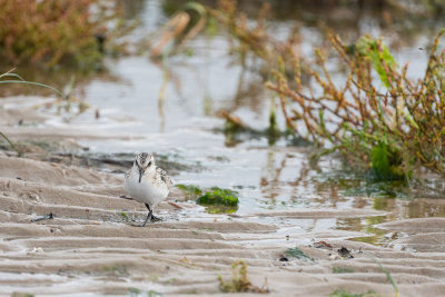 Bcasseau sanderling