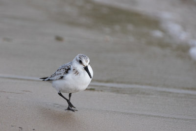 Bcasseau sanderling