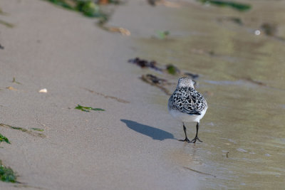 Bcasseau sanderling