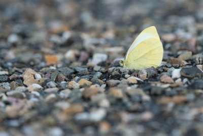 Papillon