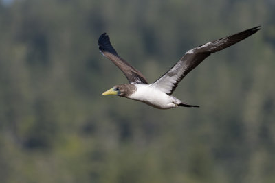 Fou masqu (juv)