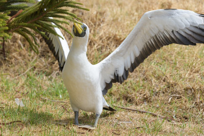 Fou masqu