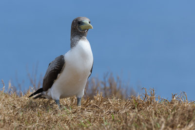 Fou masqu (juv)