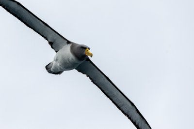 Albatros des Chatham