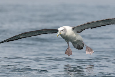 Albatros de Stead