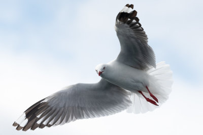 Mouette scopuline