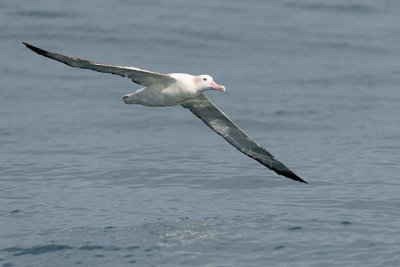 Albatros de Gibson