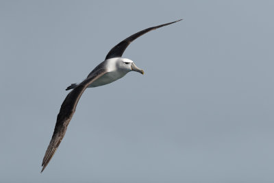 Albatros de Stead