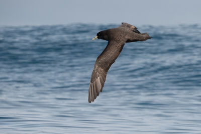 Puffin  menton blanc