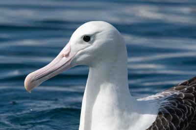 Albatros de Sanford