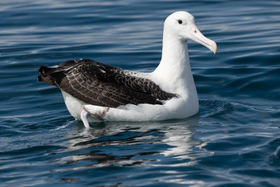Albatros de Sanford