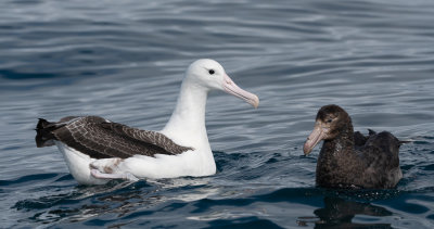 Albatros et Pétrel