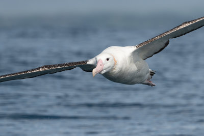Albatros de Gibson