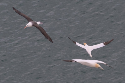 Albatros et Fous
