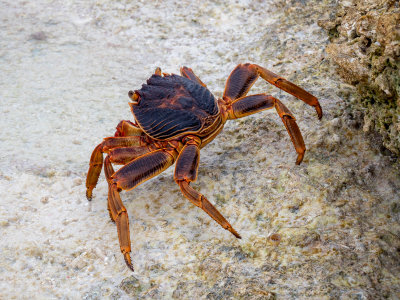 Crab (10/29/2018)