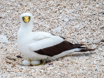 Masked booby (10/29/2018)